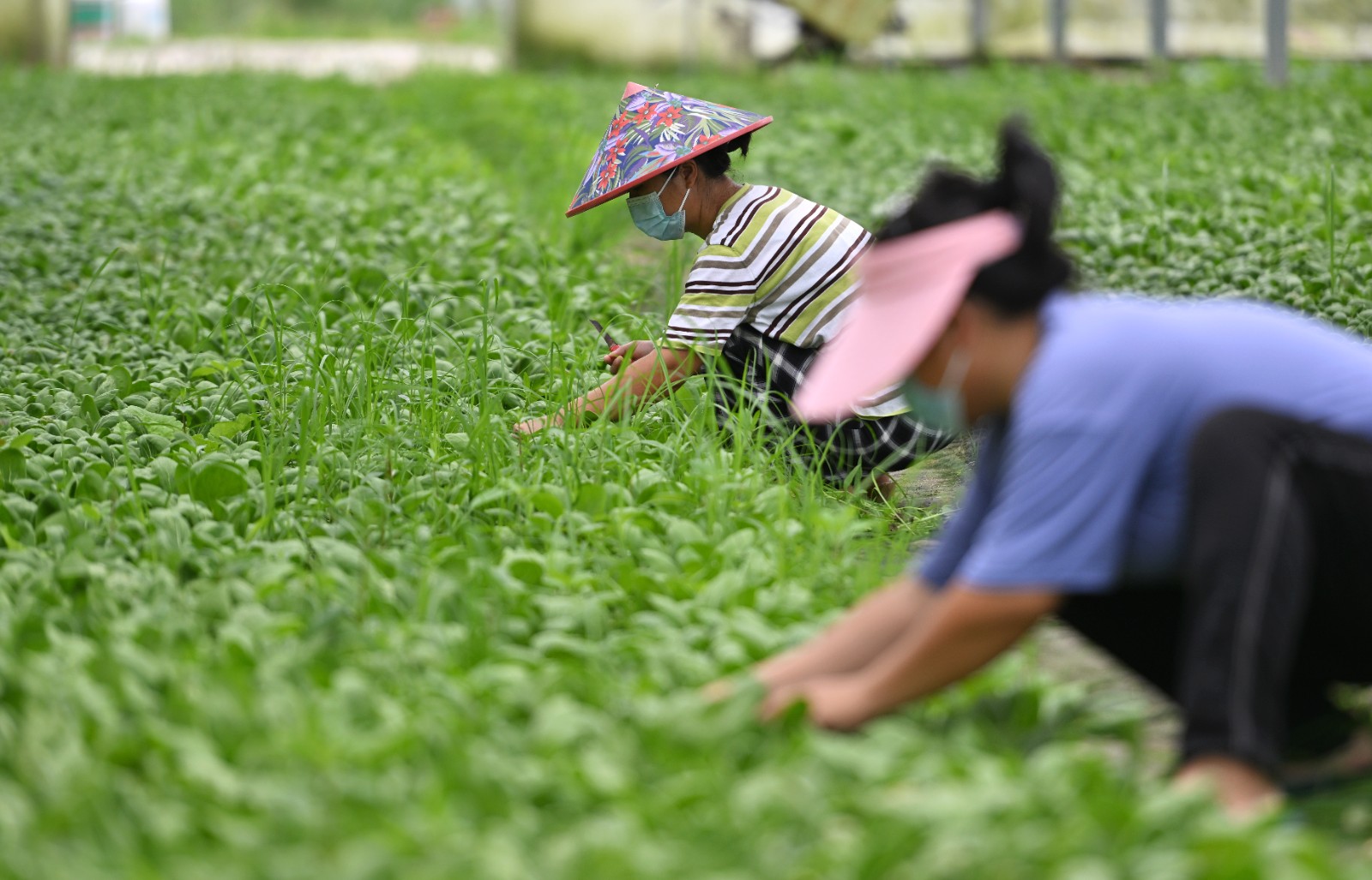 （经济）（5）海南三亚农业生产不停工_1.jpg